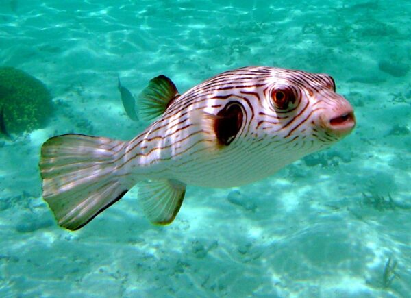Lined Puffer – Seven Seas Aquatics
