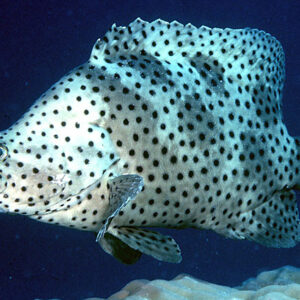 Panther Grouper