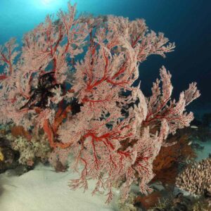 Soft Corals