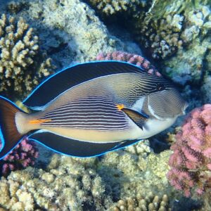Sohal Tang Paratus Red Sea