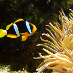 Clarkii Clownfish