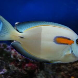 Orangeshoulder Tang