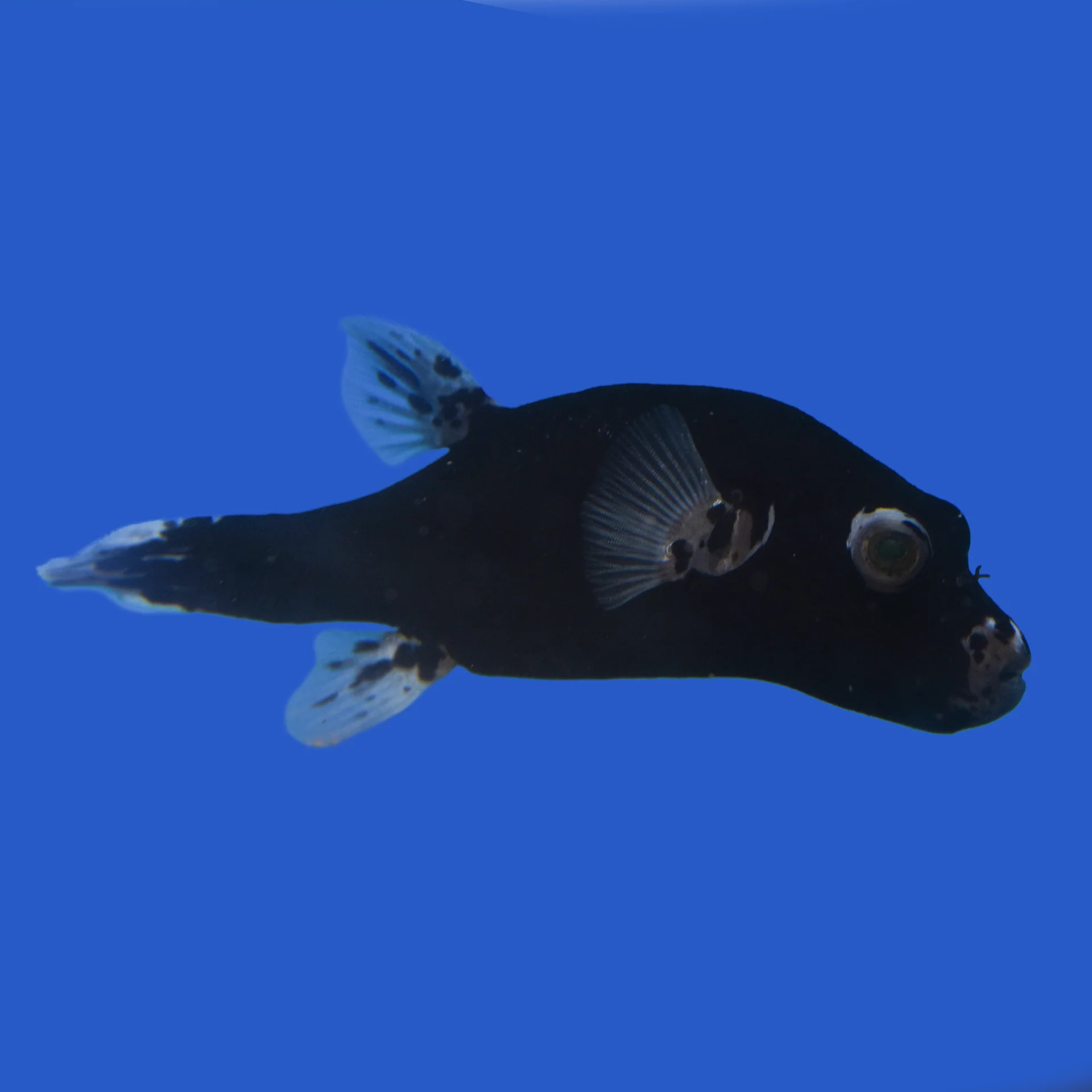 Black Dogface Puffer