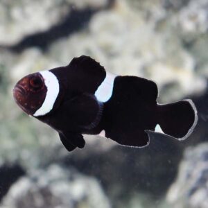 Black & White Ocellaris Clownfish