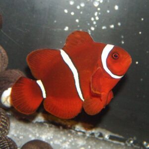 Captive-Bred Maroon Clownfish