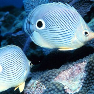 Four Eyed Butterflyfish