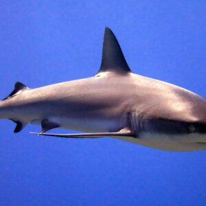 Grey reef shark