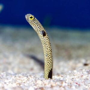 Garden Eel