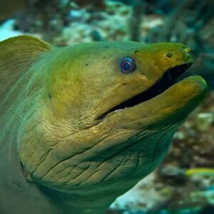 Green Moray Eel