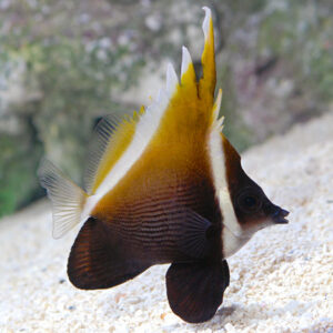 Heniochus Butterflyfish