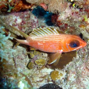 Longspine squirrelfish
