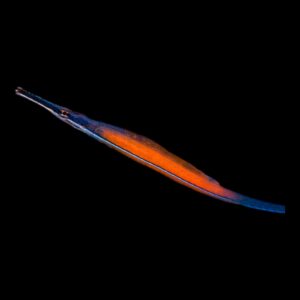Janss' Pipefish