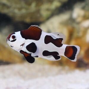 Captive-Bred Mocha Clownfish