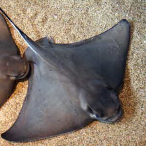 Bat ray