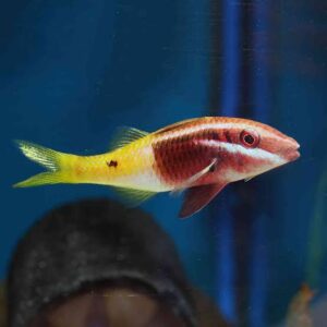 Bicolor Goatfish
