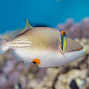 Assasi Triggerfish
