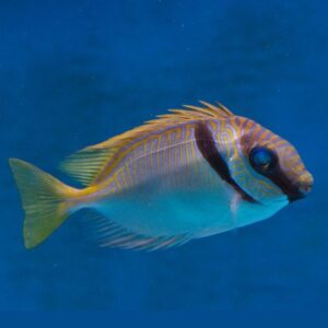Rabbitfish