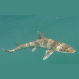 Smooth-hound shark