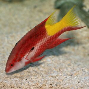 Cuban Hogfish