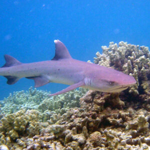 Whitetip reef shark