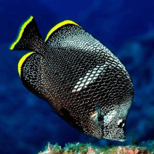 Wrought-iron butterflyfish