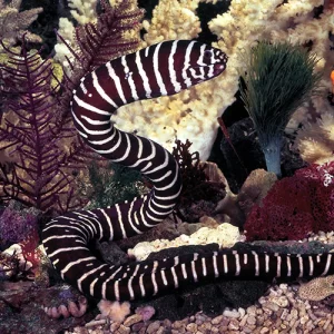 Zebra Moray Eel