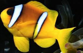 Two Banded Clownfish