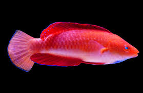 Redfin Wrasse