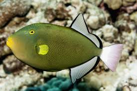 Pinktail Triggerfish