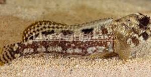 Dusky Jawfish