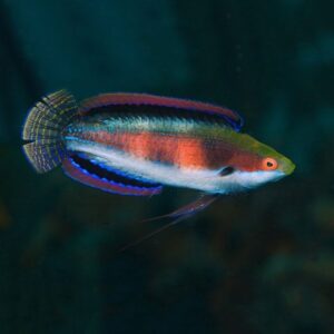 Katherinae Fairy Wrasse