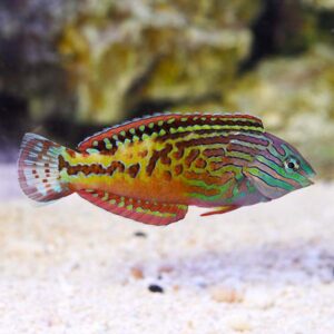 Black Leopard Wrasse