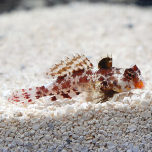 Red Scooter Blenny Dragonet