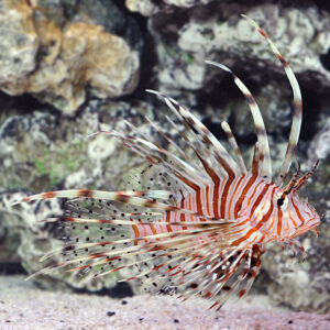 Soldier Lionfish