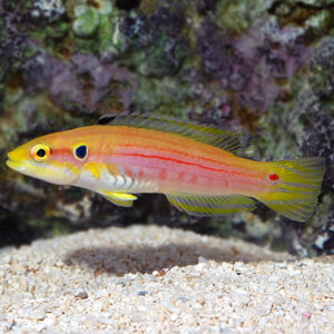 Yellow Candy Hogfish