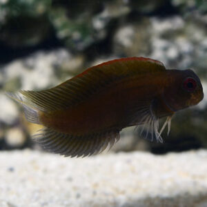 Sailfin