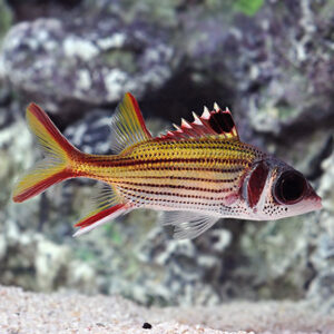 Spotfin Squirrelfish