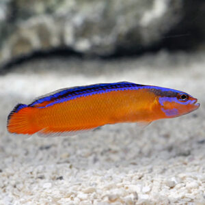 Captive-Bred Neon Dottyback