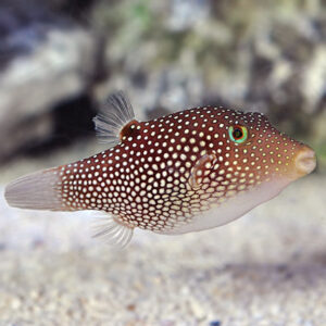 Sharpnose Puffer
