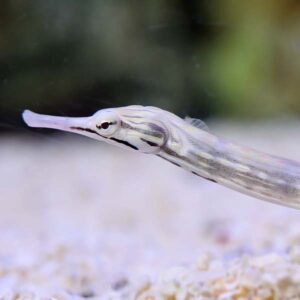 Dragonface Pipefish