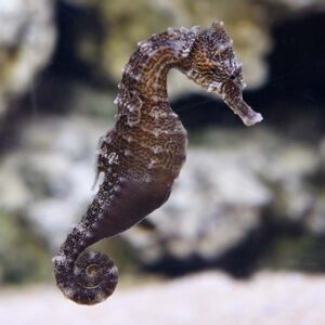 Captive-Bred Reidi Seahorse