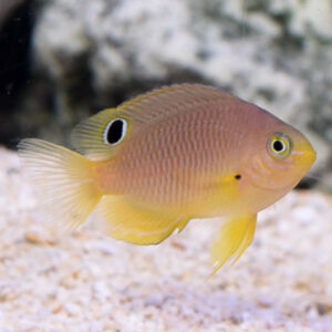 Captive-Bred Ambon Damselfish