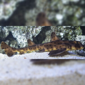 Horn Shark