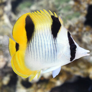 Falcula Butterflyfish