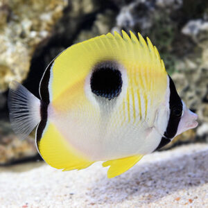 Tear Drop Butterflyfish
