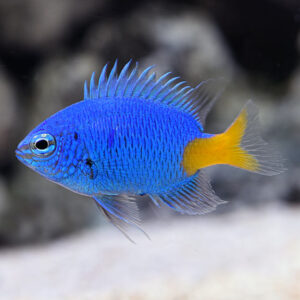 Yellow Damselfish