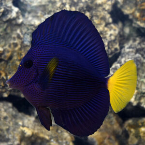 Purple Tang Paratus Red Sea