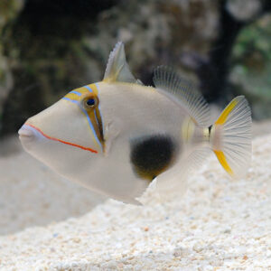 Bursa Triggerfish