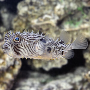 Spiny Puffer
