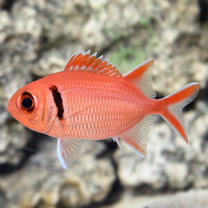 Big Eye Squirrelfish